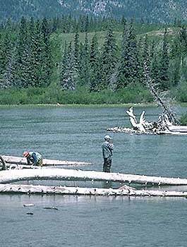 While camping at Bow Valley Park Campgrounds you can go fishing on the Bow River.